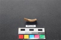 偶蹄類動物骨藏品圖，第2張