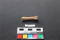 哺乳類動物骨藏品圖，第2張