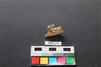 小靈貓骨藏品圖，第2張