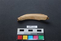 偶蹄類動物骨藏品圖，第2張