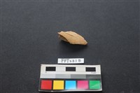 偶蹄類動物骨藏品圖，第1張