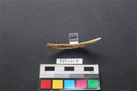 偶蹄類動物骨藏品圖，第2張