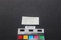 儒艮骨藏品圖，第3張