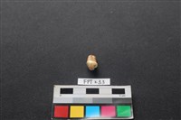 人牙藏品圖，第3張