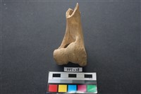 豬骨藏品圖，第2張