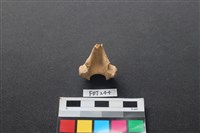 偶蹄類動物骨藏品圖，第1張