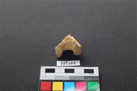 偶蹄類動物骨藏品圖，第2張