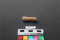 哺乳類動物骨藏品圖，第2張