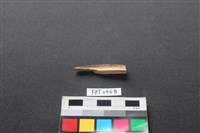 偶蹄類動物骨藏品圖，第2張