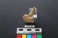 偶蹄類動物骨藏品圖，第1張