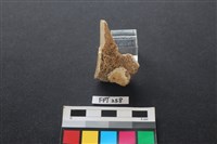 偶蹄類動物骨藏品圖，第2張