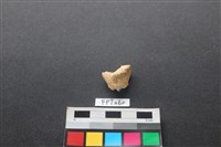 偶蹄類動物骨藏品圖，第1張