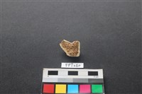 偶蹄類動物骨藏品圖，第2張