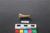 偶蹄類動物骨藏品圖，第1張