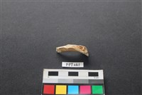 偶蹄類動物骨藏品圖，第2張