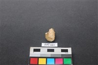 偶蹄類動物骨藏品圖，第2張