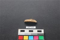 偶蹄類動物骨藏品圖，第2張