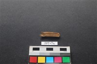 偶蹄類動物骨藏品圖，第2張