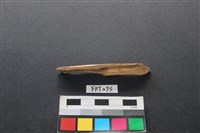 偶蹄類動物骨藏品圖，第2張