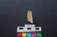 食肉類藏品圖，第2張