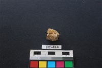 偶蹄類動物骨藏品圖，第1張