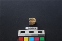 偶蹄類動物骨藏品圖，第2張