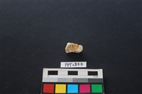 偶蹄類動物骨藏品圖，第2張