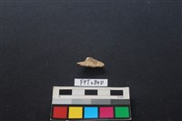 偶蹄類動物骨藏品圖，第2張