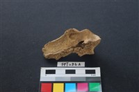 鹿骨藏品圖，第2張