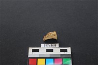 鹿骨藏品圖，第1張