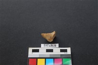 鹿骨藏品圖，第2張