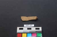 哺乳類動物骨藏品圖，第2張