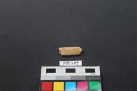 哺乳類動物骨藏品圖，第1張