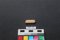 哺乳類動物骨藏品圖，第2張