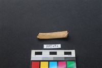 偶蹄類動物骨藏品圖，第1張