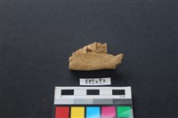 偶蹄類動物骨藏品圖，第1張
