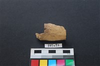 偶蹄類動物骨藏品圖，第2張