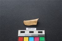 偶蹄類動物骨藏品圖，第1張