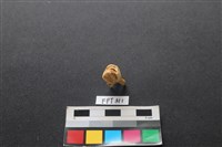 鹿骨藏品圖，第2張