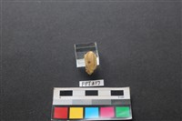 鹿骨藏品圖，第2張