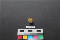鹿骨藏品圖，第1張