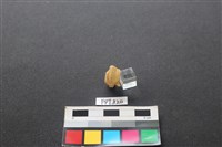 鹿骨藏品圖，第1張