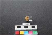 鹿骨藏品圖，第2張