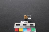 鹿骨藏品圖，第2張
