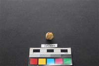 鹿骨藏品圖，第1張