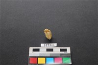 鹿骨藏品圖，第2張