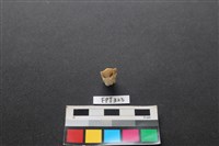鹿骨藏品圖，第2張
