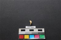 鹿骨藏品圖，第2張