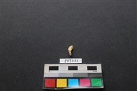 鹿骨藏品圖，第2張