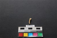 鹿骨藏品圖，第2張